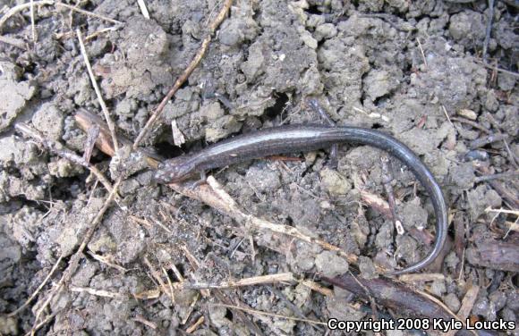 Eastern Red-backed Salamander (Plethodon cinereus)