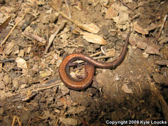 Eastern Red-backed Salamander (Plethodon cinereus)