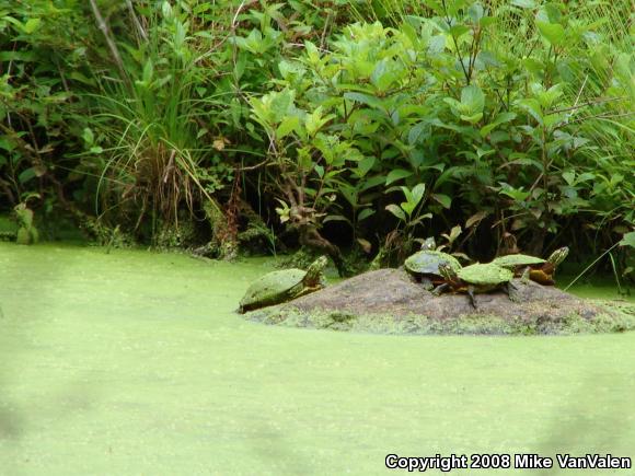 Eastern Painted Turtle (Chrysemys picta picta)