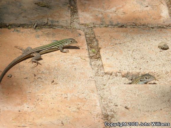 Texas Spotted Whiptail (Aspidoscelis gularis gularis)