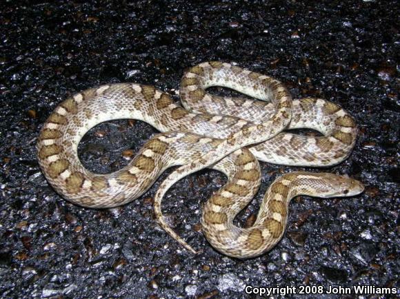 Texas Glossy Snake (Arizona elegans arenicola)