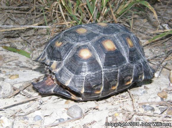 Texas Tortoise (Gopherus berlandieri)