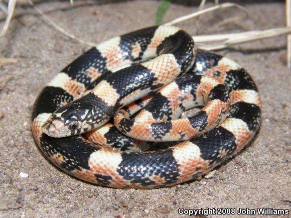 Western Long-nosed Snake (Rhinocheilus lecontei)