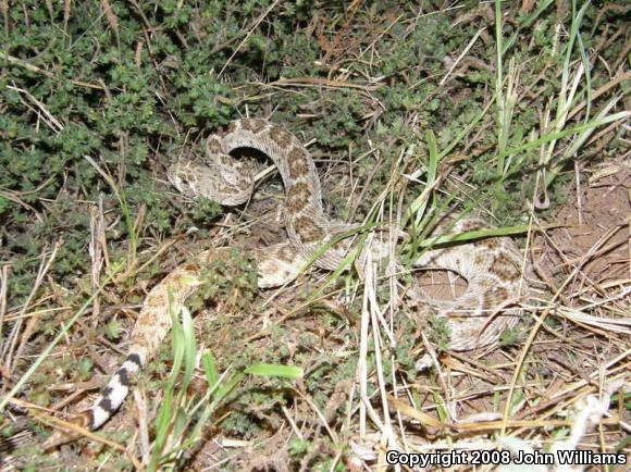 Western Diamond-backed Rattlesnake (Crotalus atrox)