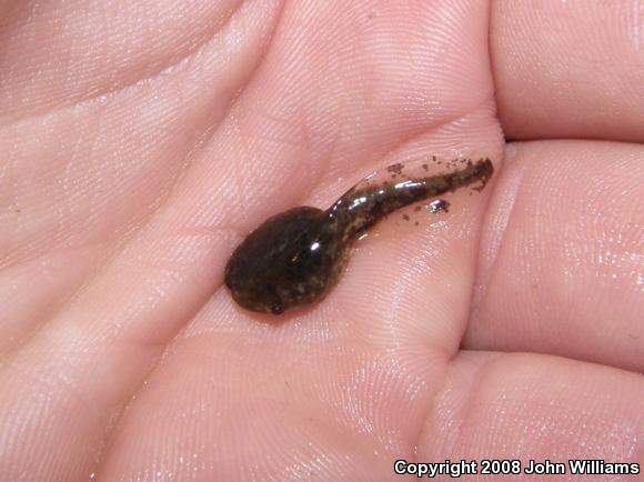 Sheep Frog (Hypopachus variolosus)