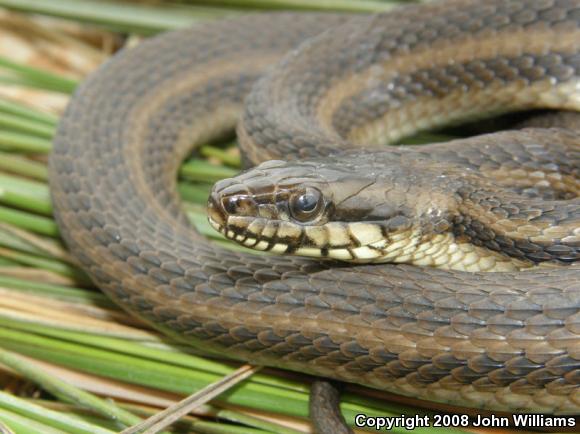 Gulf Saltmarsh Snake (Nerodia clarkii clarkii)