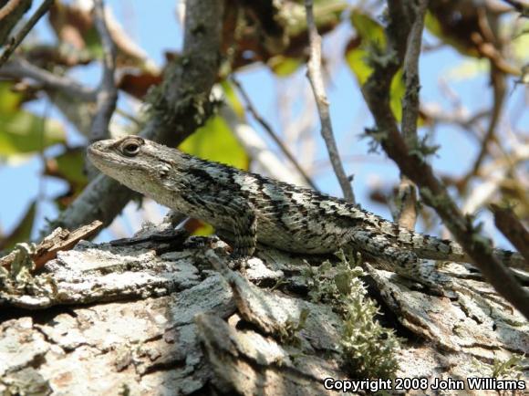 Texas Spiny Lizard (Sceloporus olivaceus)