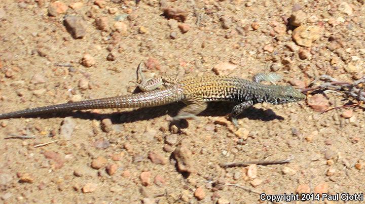 Great Basin Whiptail (Aspidoscelis tigris tigris)