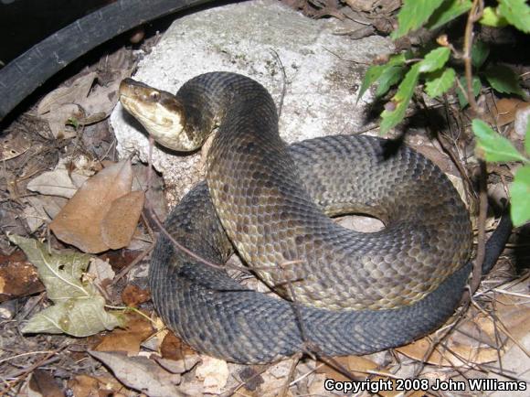 Western Cottonmouth (Agkistrodon piscivorus leucostoma)