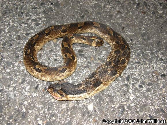 Eastern Hog-nosed Snake (Heterodon platirhinos)