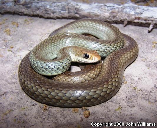 Mexican Racer (Coluber constrictor oaxaca)