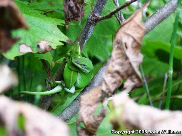 Northern Green Anole (Anolis carolinensis carolinensis)