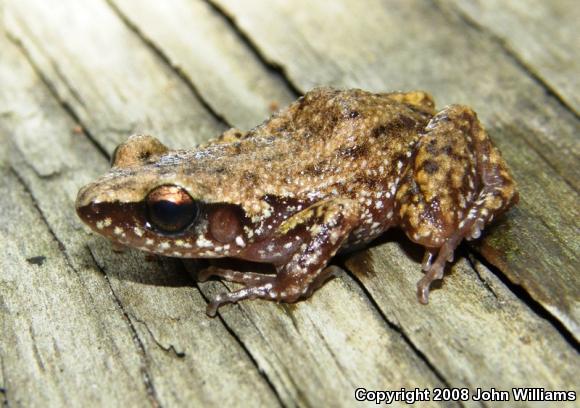 Rio Grande Chirping Frog (Eleutherodactylus cystignathoides campi)