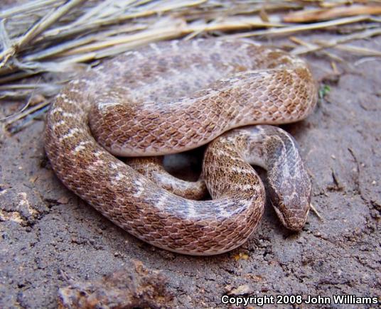 Texas Nightsnake (Hypsiglena jani texana)