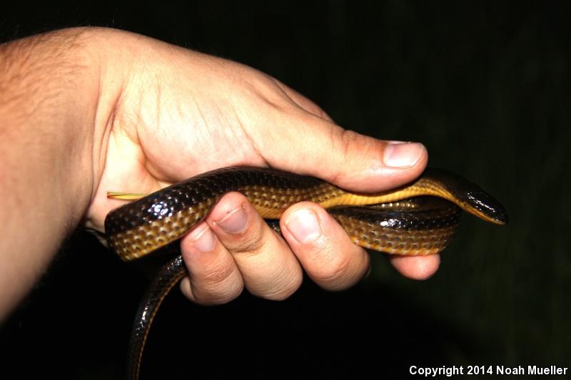 Striped Crayfish Snake (Regina alleni)