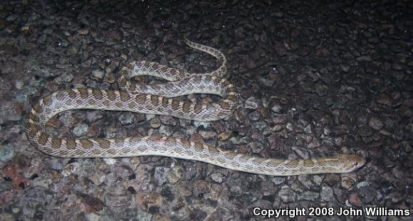 Kansas Glossy Snake (Arizona elegans elegans)