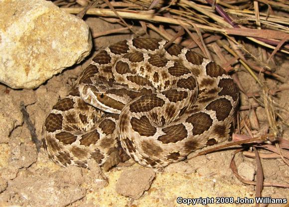 Western Massasauga (Sistrurus catenatus tergeminus)