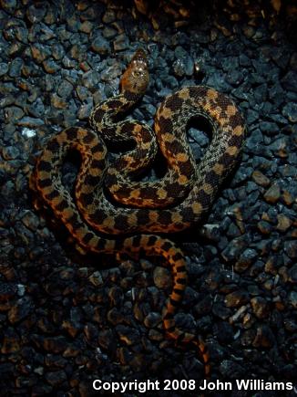 Sonoran Gopher Snake (Pituophis catenifer affinis)