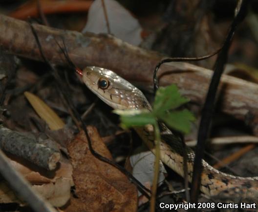 Eastern Gartersnake (Thamnophis sirtalis sirtalis)