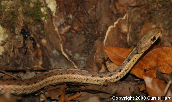 Eastern Gartersnake (Thamnophis sirtalis sirtalis)