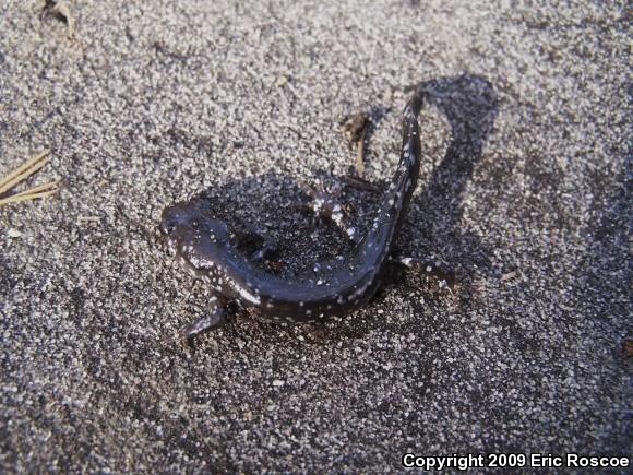 Blue-spotted Salamander (Ambystoma laterale)