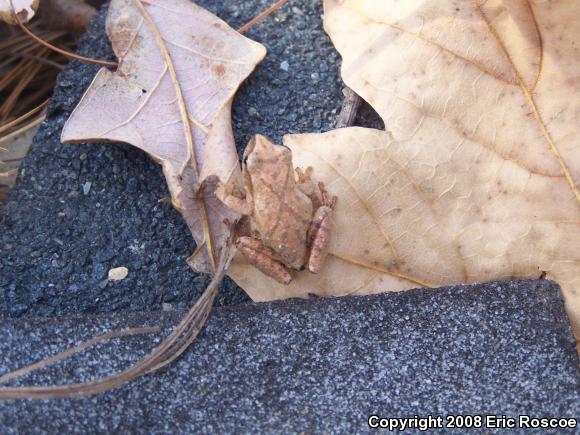 Spring Peeper (Pseudacris crucifer)