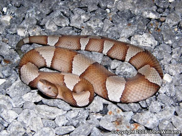 Broad-banded Copperhead (Agkistrodon contortrix laticinctus)