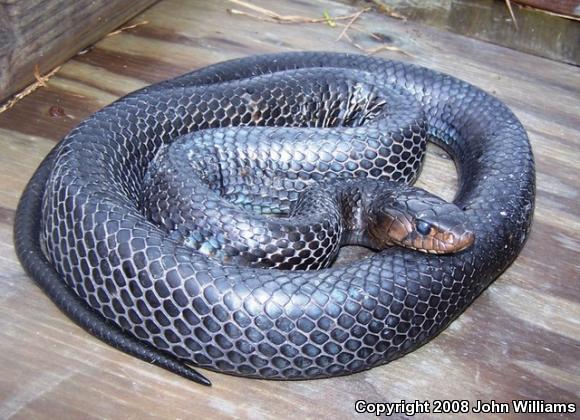 Texas Indigo Snake (Drymarchon melanurus erebennus)