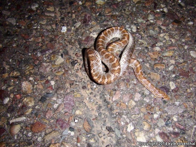 Painted Desert Glossy Snake (Arizona elegans philipi)