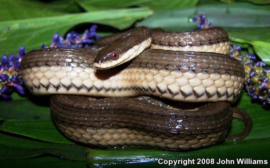 Graham's Crayfish Snake (Regina grahamii)