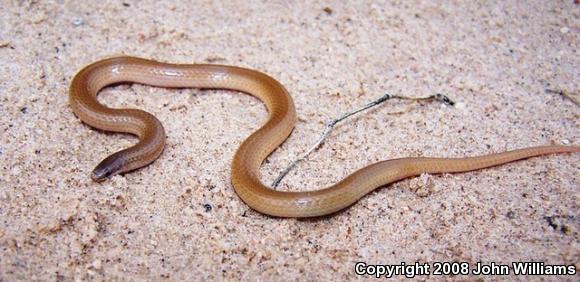 Flat-headed Snake (Tantilla gracilis)