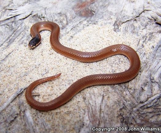 Plains Black-headed Snake (Tantilla nigriceps)