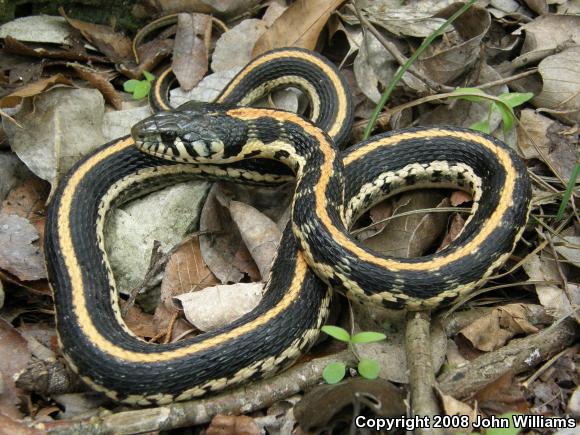 Eastern Black-necked Gartersnake (Thamnophis cyrtopsis ocellatus)