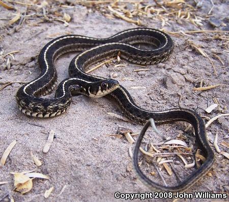 Checkered Gartersnake (Thamnophis marcianus marcianus)