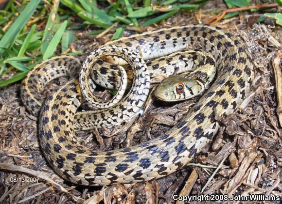 Checkered Gartersnake (Thamnophis marcianus marcianus)