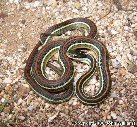 Red-striped Ribbonsnake (Thamnophis proximus rubrilineatus)