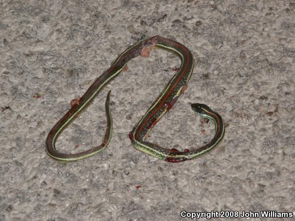 Red-striped Ribbonsnake (Thamnophis proximus rubrilineatus)