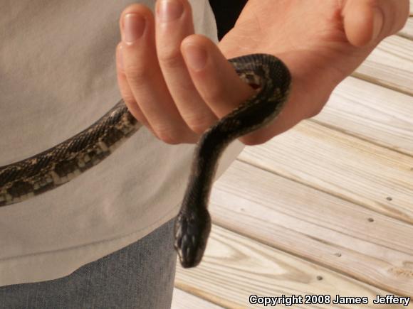 Gray Ratsnake (Pantherophis obsoletus spiloides)