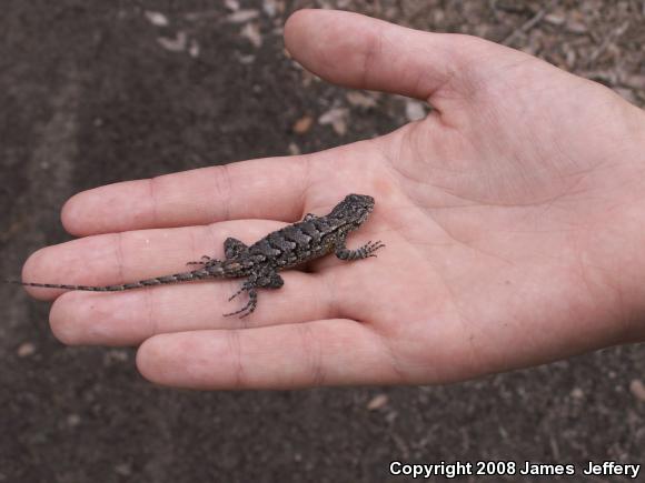 Eastern Fence Lizard (Sceloporus undulatus)