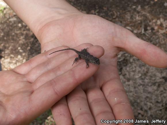 Eastern Fence Lizard (Sceloporus undulatus)