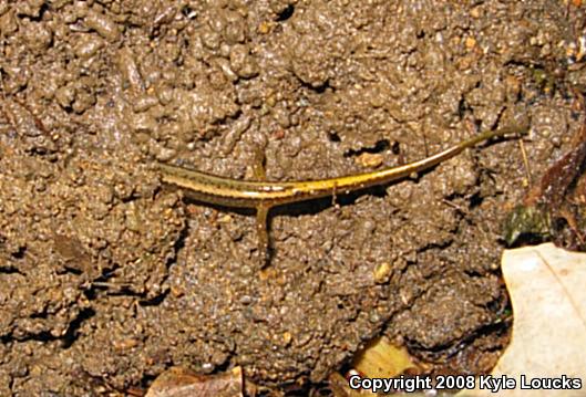 Northern Two-lined Salamander (Eurycea bislineata)