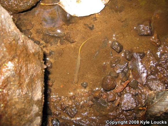 Northern Two-lined Salamander (Eurycea bislineata)