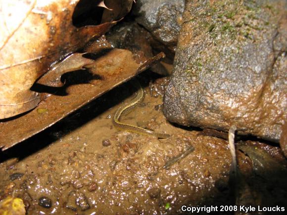 Northern Two-lined Salamander (Eurycea bislineata)