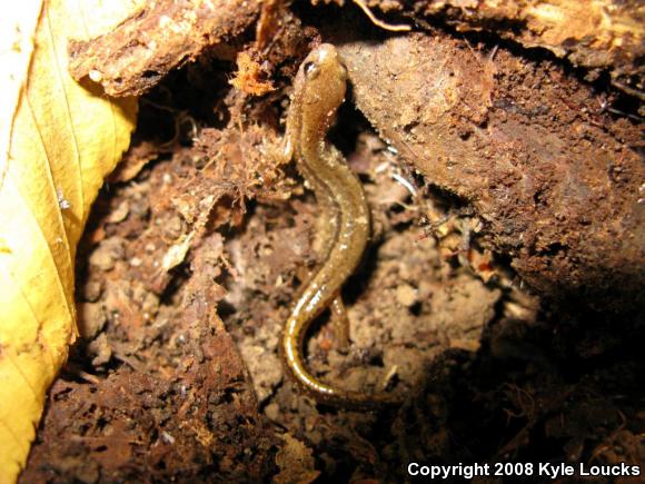 Northern Two-lined Salamander (Eurycea bislineata)