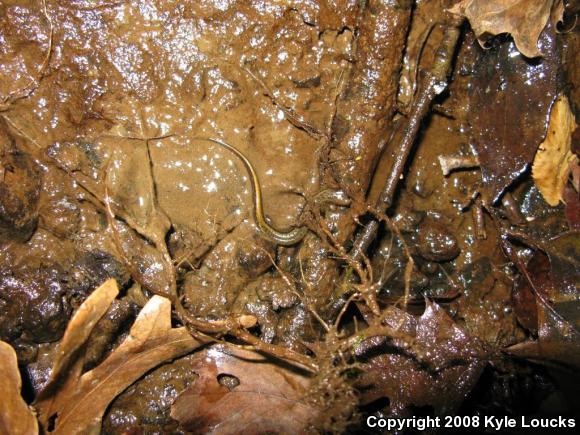 Northern Two-lined Salamander (Eurycea bislineata)