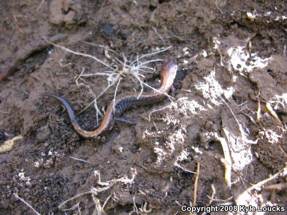 Eastern Red-backed Salamander (Plethodon cinereus)