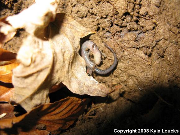 Eastern Red-backed Salamander (Plethodon cinereus)