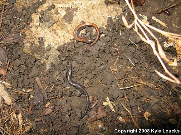 Eastern Red-backed Salamander (Plethodon cinereus)