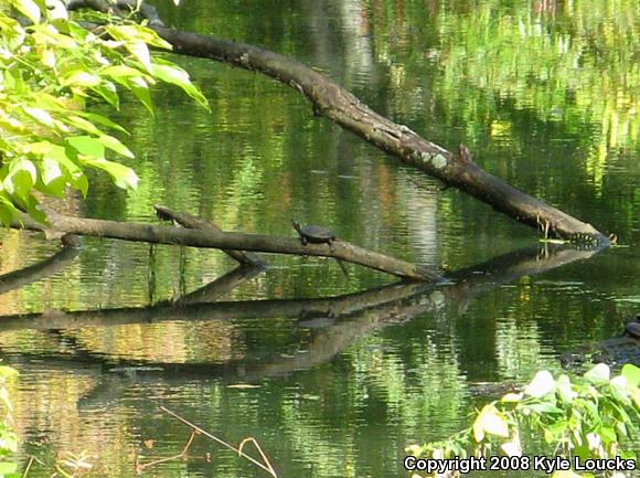 Eastern Painted Turtle (Chrysemys picta picta)