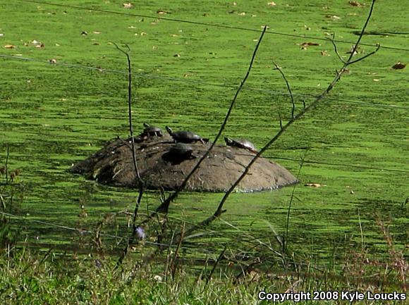 Eastern Painted Turtle (Chrysemys picta picta)